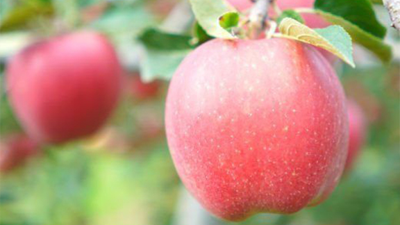 イーハトーヴ 訳あり りんご